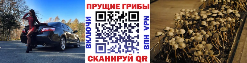 Псилоцибиновые грибы прущие грибы  Глазов 